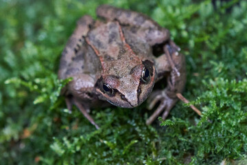 Gras frog Rana temporaria Portrait in gras