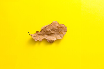 Obraz premium autumn oak leaf on a yellow background
