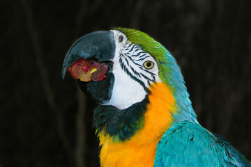 Arara a comer uma uva