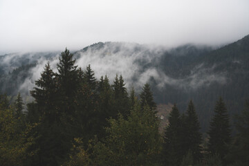 fog in the evergreen pine forest