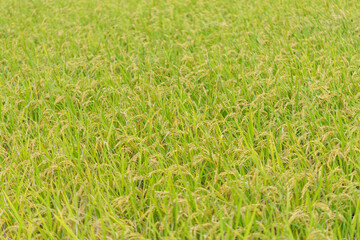 収穫の近い稲穂