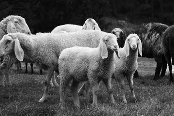 pecore bianco e nero gregge pascolo 