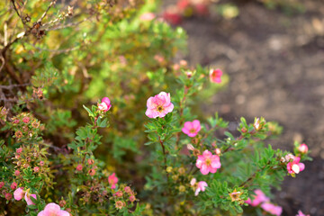 Pink flowers Lapchatka (lat. Potentilla) on a green Bush - obrazy, fototapety, plakaty