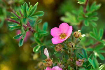 Pink flowers Lapchatka (lat. Potentilla) on a green Bush