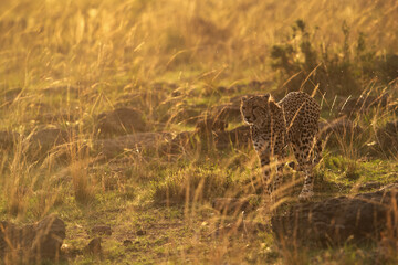 A drenched Cheetah moving in the grasses at Masai Mara, Kenya