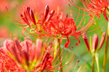 彼岸花（曼珠沙華）