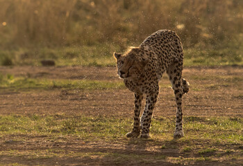 A drenched Cheetahshakinf its head  in the evening light at Masai Mara, Kenya