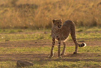 Portrait of a Cheetah in the evening light, Masai Mara