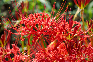 彼岸花（曼珠沙華）