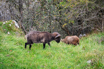 Soay sheep grazing on mountain grass