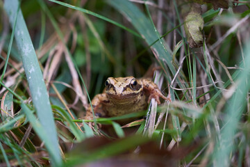 Gras frog Rana temporaria Portrait in gras