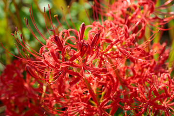 彼岸花（曼珠沙華）