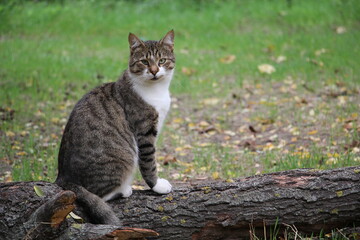 Naklejka na ściany i meble cat on a summer day sitting on a stump