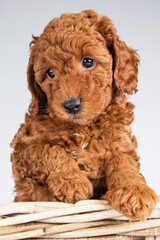 cute cockerpoo puppy portrait  on a white background