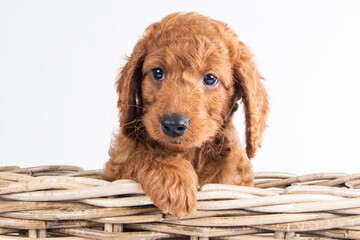 cute cockerpoo puppy portrait  on a white background