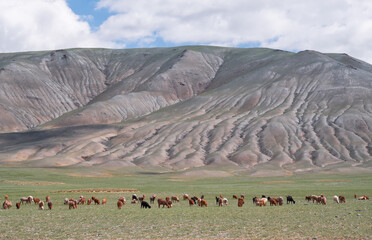 Fototapeta na wymiar Herd of goats and sheep grazing in pasture in Mongolia