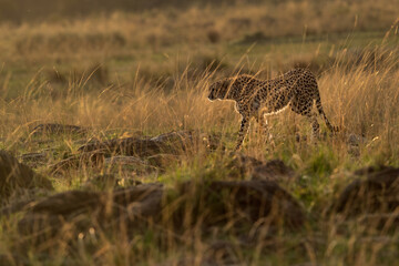 A drenched Cheetah in the evening light at Masai Mara, Kenya