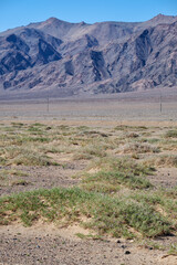 Shrub Nitraria sibirica with red berries fruits in mongolian arid desert in Western Mongolia