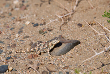 Toad-headed agamas Phrynocephalus in natural environment of mongolian desert sits on grave in Mongolia desert.