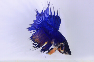 blue crowntail betta fish. The blue betta fish with a yellow combination on its body, with a pointy tail looks very fierce and also beautiful on a separate white background