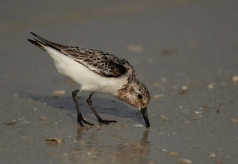 Sanderling feeding at Busaiteen coast, Bahrain