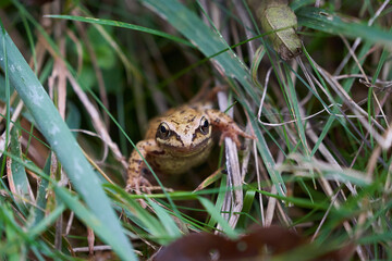 Gras frog Rana temporaria Portrait in gras