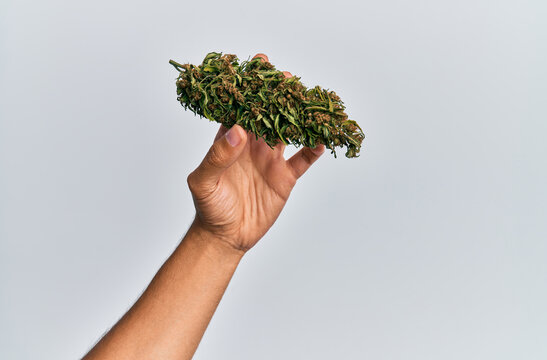 Hand of hispanic man holding marijuana bud cannabis over isolated white background.
