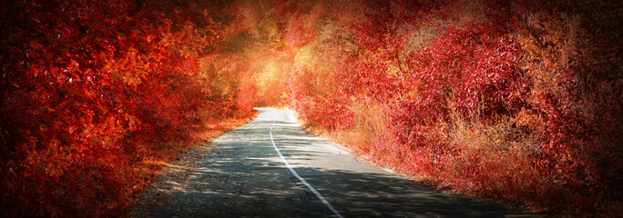 Winding asphalt road in autumn forest with red trees
