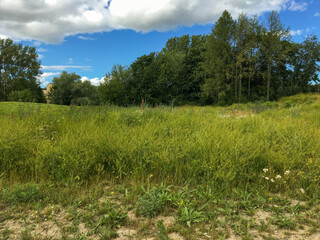 A low angle photo over a green field at a random Swedish countryside. A forest in the background. Nice climate and weather. Some gray clouds in the blue sky. J&auml;rf&auml;lla, Stockholm, Sweden, Europe. 