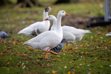 white goose on a grass