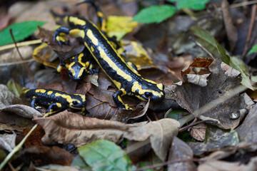  Fire salamander Salamandra salamandra Portrait Amphibian