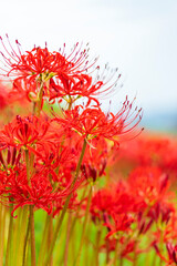 彼岸花（曼珠沙華）