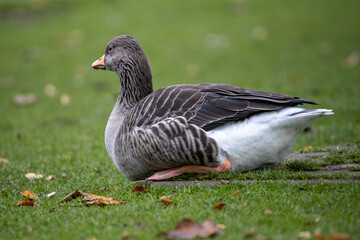 duck in the grass