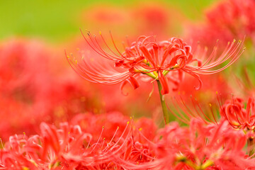 彼岸花（曼珠沙華）