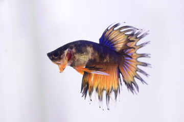 multicolor fancy betta fish. The colorful betta fish is an expensive type because of the difficulty of crossing it to get a very beautiful color combination
