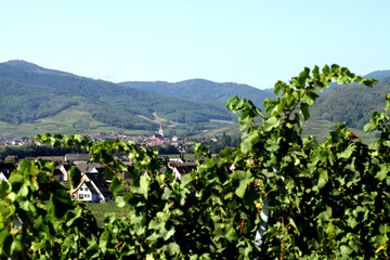 Fototapeta na wymiar Alsace - vigne