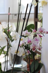 plantas variadas de orquídeas phalaenopsis en una casa