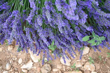 Lavande en Provence © Rocks
