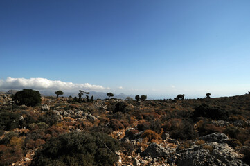 Garrigue sur la route de Kritsa au plateau de Katharo en Crète