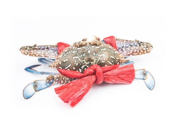 Fototapeta premium Blue crab isolated on white background