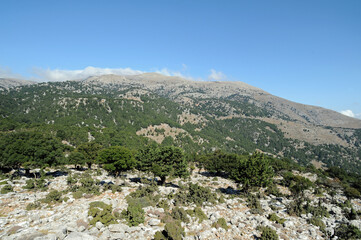 Fototapeta na wymiar Garrigue sur la route de Kritsa au plateau de Katharo en Crète