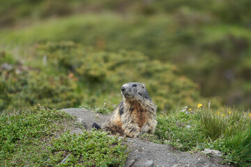 Naklejka na ściany i meble Alpine Marmot Marmota Marmota Switzerland Alps Mountains