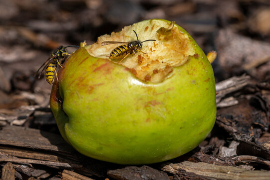 Vespula Germanica, European Yellow Jacket Wasp Eating A Discarded Apple