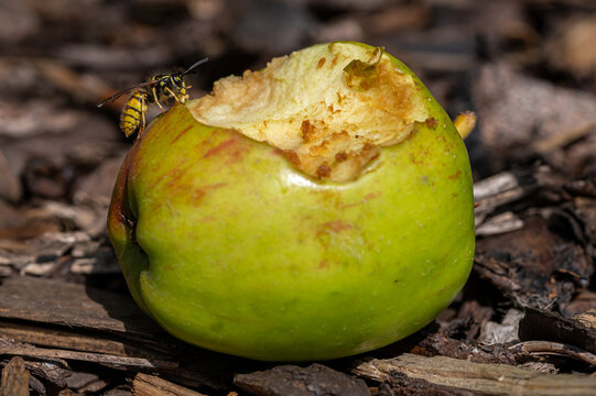 Vespula Germanica, European Yellow Jacket Wasp Eating A Discarded Apple