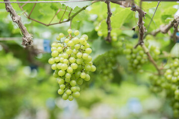 Close up young green grape in champagne vineyards, Bunches of ripe grapes before harvest.