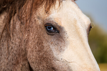 portrait of a horse