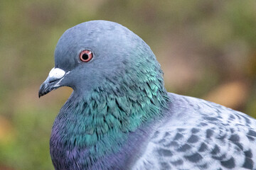 pigeon in the park