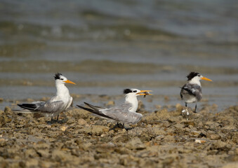 Greater Crested Tern with a fish to offer at Busaiteen coast, Bahrain