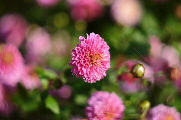 Beautiful of Chrysanthemum pink flowers in garden.