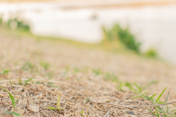 a view from below the grass next to the river